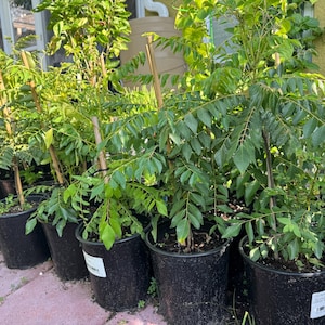 May include: A collection of curry leaf plants in black plastic nursery pots, each supported by a wooden stake. The plants feature vibrant green, pinnate leaves and are arranged in a row on a paved surface, showing healthy foliage and stems.