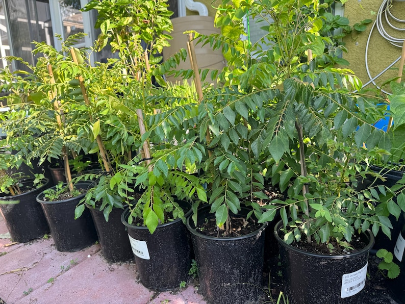 May include: A collection of curry leaf plants in black plastic nursery pots, each supported by a wooden stake. The plants feature vibrant green, pinnate leaves and are arranged in a row on a paved surface, showing healthy foliage and stems.