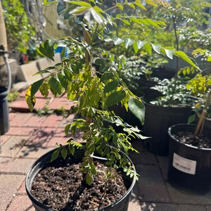 May include: A curry leaf plant with vibrant green, pinnate leaves growing in a black plastic nursery pot filled with dark soil. The plant is supported by a thin wooden stake placed vertically in the center of the container, with other similar potted plants visible in the background.