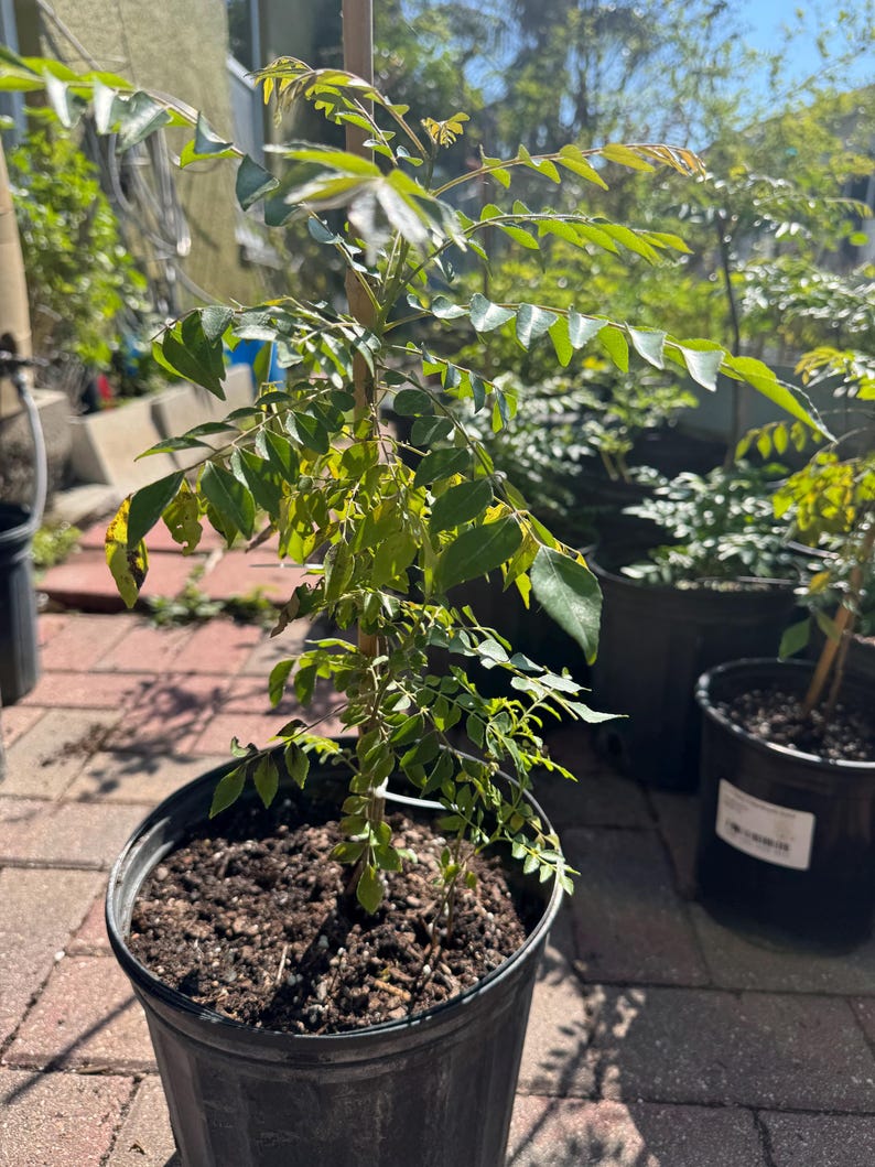 May include: A curry leaf plant with vibrant green, pinnate leaves growing in a black plastic nursery pot filled with dark soil. The plant is supported by a thin wooden stake placed vertically in the center of the container, with other similar potted plants visible in the background.