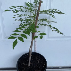 Curry Plants