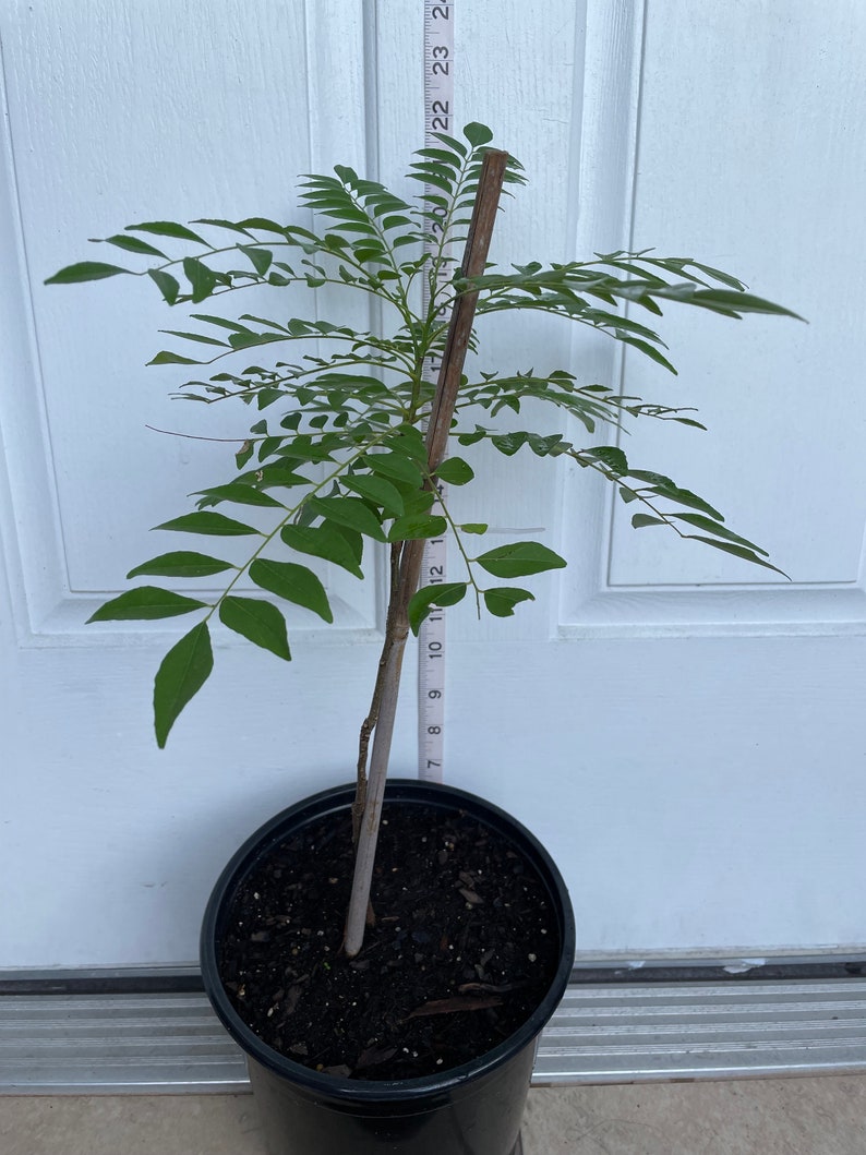 Curry Plants