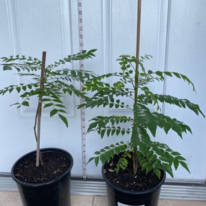 Curry Plants