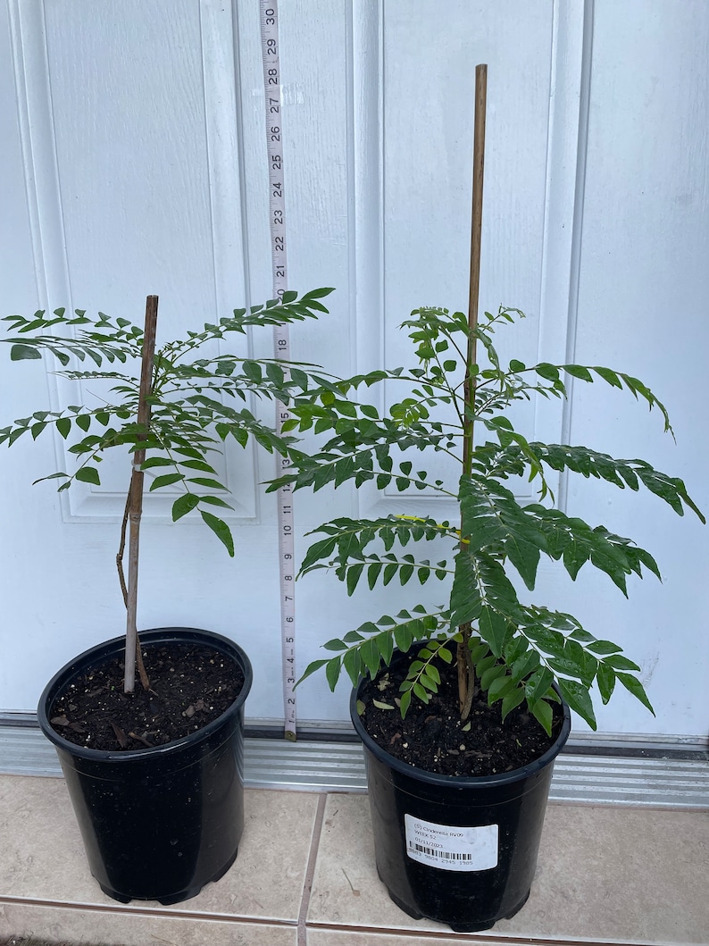 Curry Plants