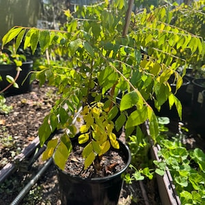 May include: A curry leaf plant in a black plastic nursery pot. The plant features numerous pinnate leaves in shades of vibrant green and some yellowing foliage near the base. A thin wooden stake supports the central stem of the small shrub.