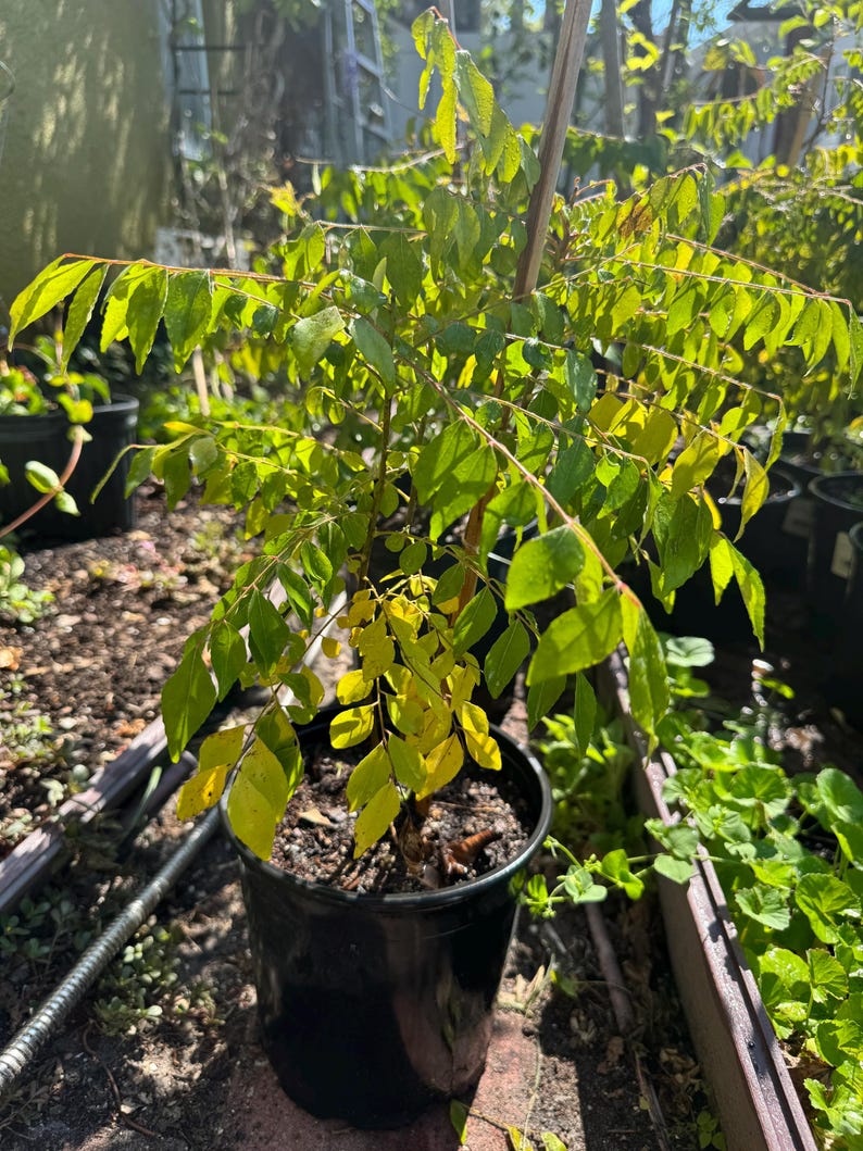May include: A curry leaf plant in a black plastic nursery pot. The plant features numerous pinnate leaves in shades of vibrant green and some yellowing foliage near the base. A thin wooden stake supports the central stem of the small shrub.