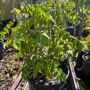 May include: A curry leaf plant with vibrant green, pinnate leaves growing in a black plastic nursery pot. The plant features multiple stems supported by a thin wooden stake, with dense foliage displaying a glossy texture under bright sunlight.