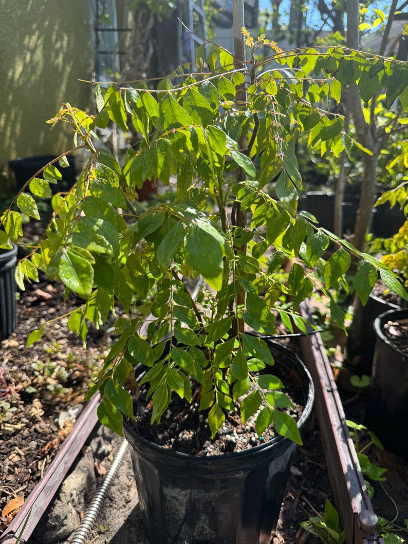 May include: A curry leaf plant with vibrant green, pinnate leaves growing in a black plastic nursery pot. The plant features multiple stems supported by a thin wooden stake, with dense foliage displaying a glossy texture under bright sunlight.