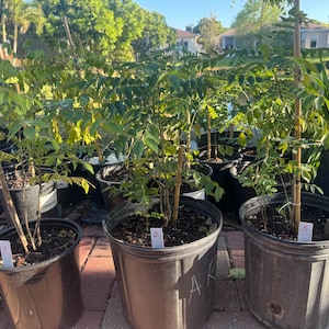 May include: Three curry leaf plants in black plastic nursery pots, each supported by a thin wooden stake. The plants feature green pinnate leaves and are labeled with small white tags numbered one, two, and three, sitting on a paved surface.