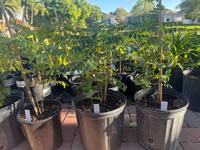 May include: Three curry leaf plants in black plastic nursery pots, each supported by a thin wooden stake. The plants feature green pinnate leaves and are labeled with small white tags numbered one, two, and three, sitting on a paved surface.