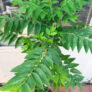 Indian Curry Leaves Plant (Cây Cà Ri) - 24+ inches image 6