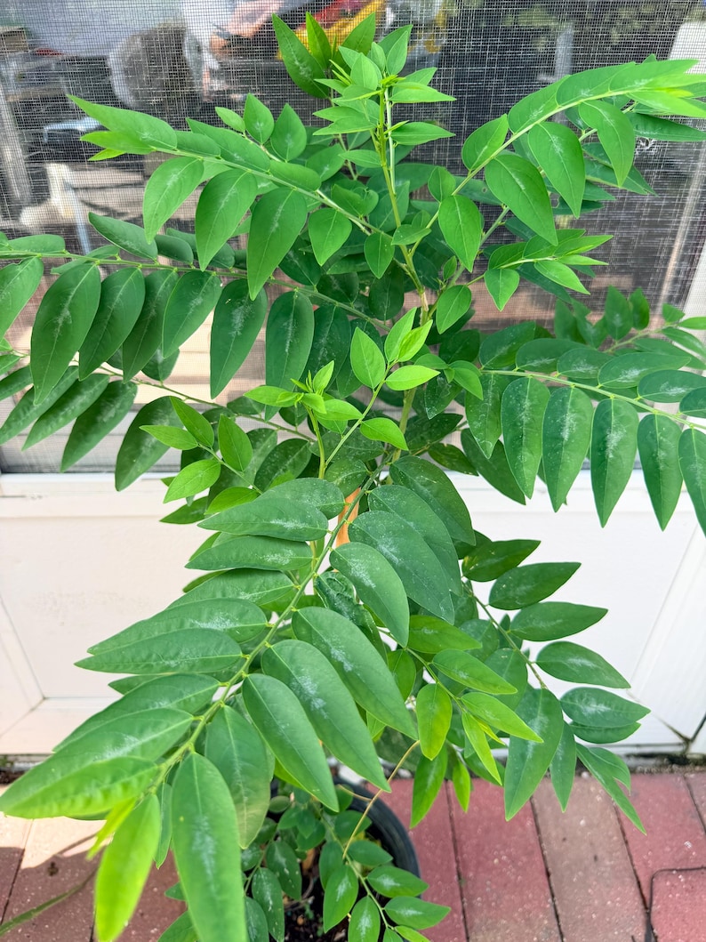 Indian Curry Leaves Plant (Cây Cà Ri) - 24+ inches image 6