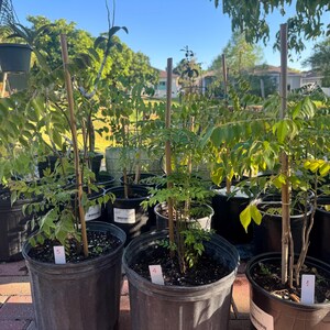 May include: A collection of curry leaf plants in black plastic nursery pots, each supported by a vertical wooden stake. The plants feature pinnate green leaves and are labeled with small white tags numbered 1, 4, and 5, arranged outdoors.
