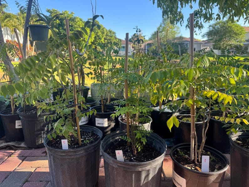May include: A collection of curry leaf plants in black plastic nursery pots, each supported by a vertical wooden stake. The plants feature pinnate green leaves and are labeled with small white tags numbered 1, 4, and 5, arranged outdoors.