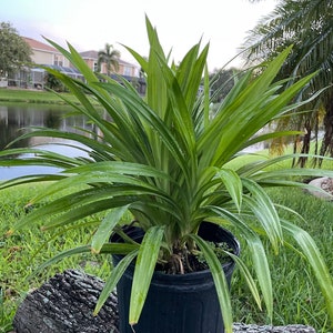 One of the Large size live plants (34 inches)