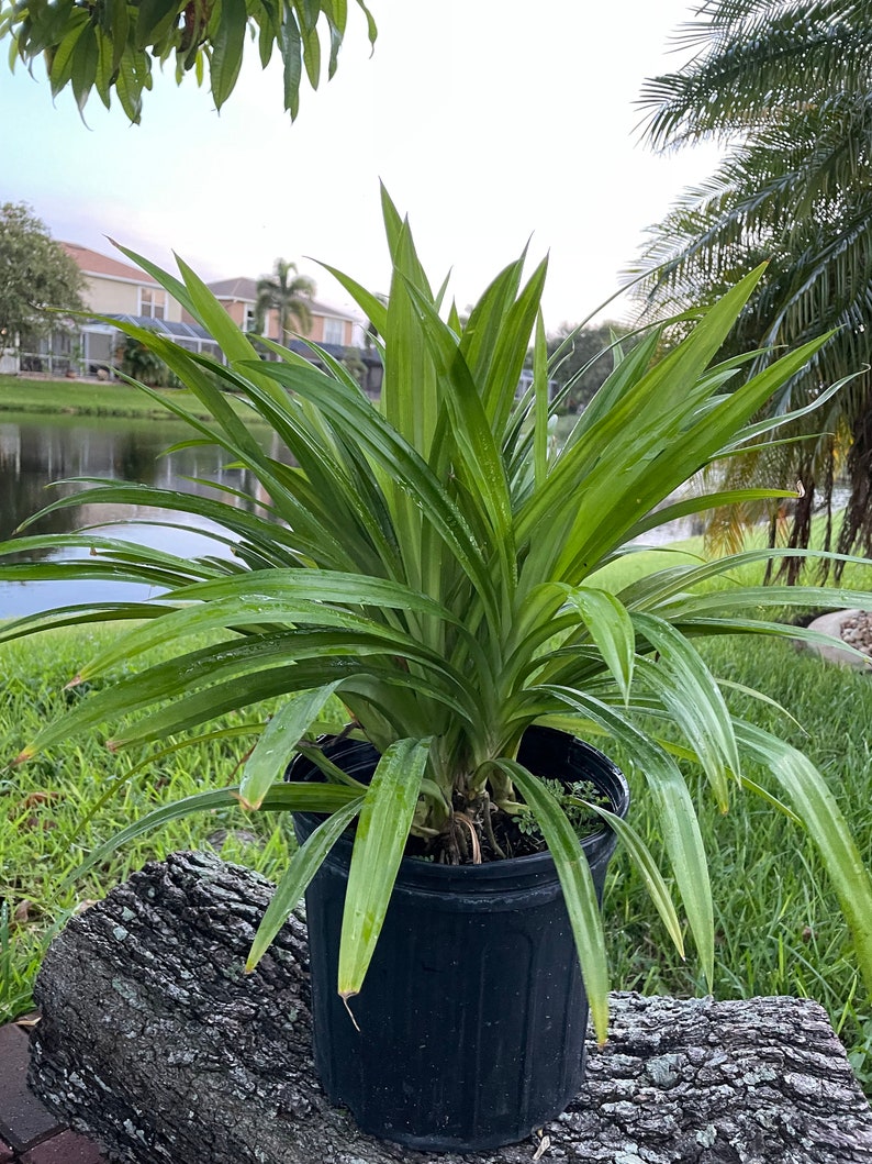 One of the Large size live plants (34 inches)