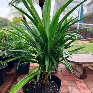 May include: A vibrant green pandan plant with long, slender, pointed leaves growing from a central stalk. The plant is potted in a black plastic container filled with dark soil, showing visible moisture droplets on the foliage surfaces.