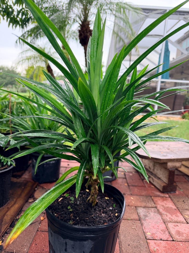 May include: A vibrant green pandan plant with long, slender, pointed leaves growing from a central stalk. The plant is potted in a black plastic container filled with dark soil, showing visible moisture droplets on the foliage surfaces.