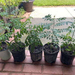Indian Curry Leaves Plant (Cây Cà Ri)