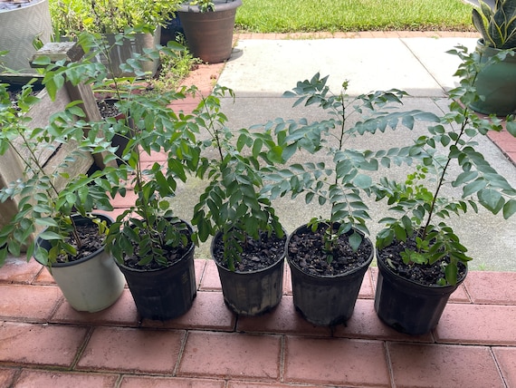 Indian Curry Leaves Plant (Cây Cà Ri)