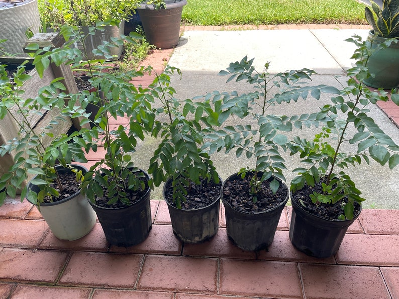Curry Plants