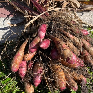 Arrow Root (Binh Tinh)