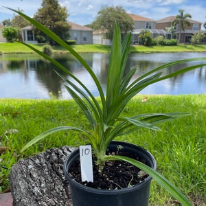 One of the Small size live plants (22 inches)