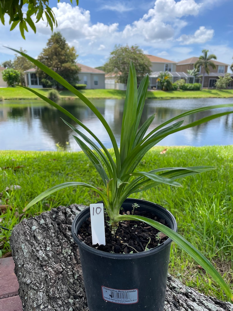 One of the Small size live plants (22 inches)