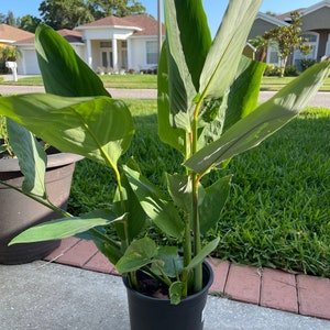 May include: A potted green plant with large, pointed leaves in a black plastic pot. The plant is outdoors on a concrete patio.
