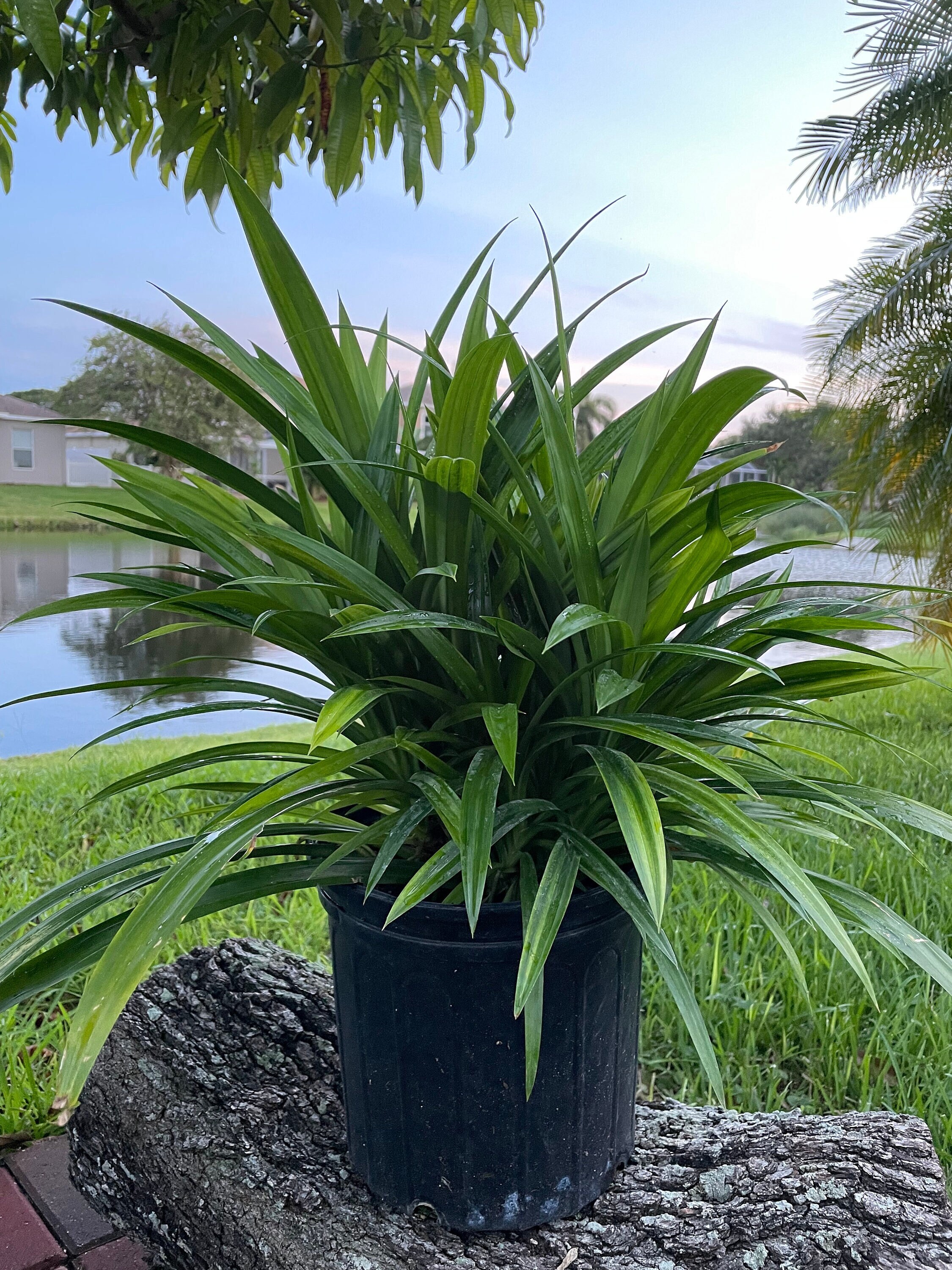Live Pandan Plant – Extra Large Mature, 16-20" Tall In 3.5" Pot – Tropical, Fragrant Leaves For Cooking – Ships Bare Root To CA