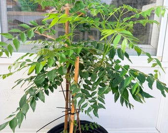 Indian Curry Leaves Plant (Cây Cà Ri) - 24+ inches