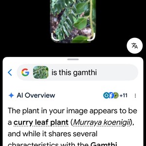 May include: A curry leaf plant, scientifically known as Murraya koenigii, featuring numerous small, glossy, dark green pinnate leaves arranged along thin, light green stems, captured in a digital interface with text asking is this gamthi.