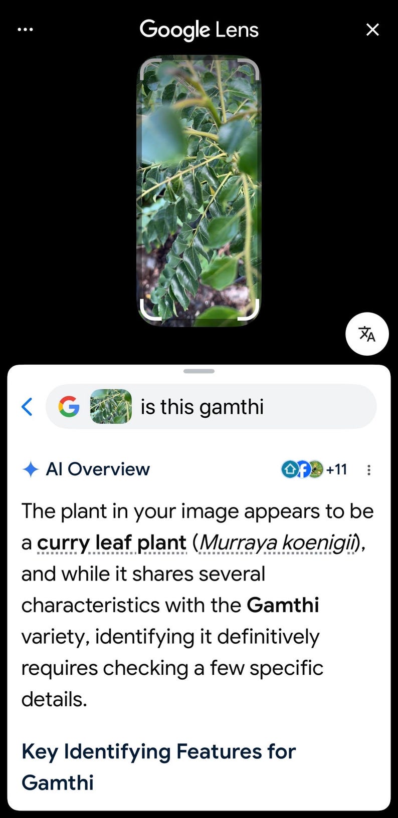May include: A curry leaf plant, scientifically known as Murraya koenigii, featuring numerous small, glossy, dark green pinnate leaves arranged along thin, light green stems, captured in a digital interface with text asking is this gamthi.