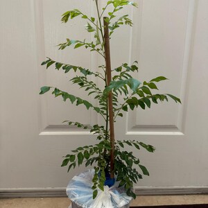 May include: A young curry leaf plant with vibrant green, pinnate leaves growing on a central brown wooden stake. The base of the plant is wrapped in a clear and white plastic bag, securing the root system and soil for transport or protection.