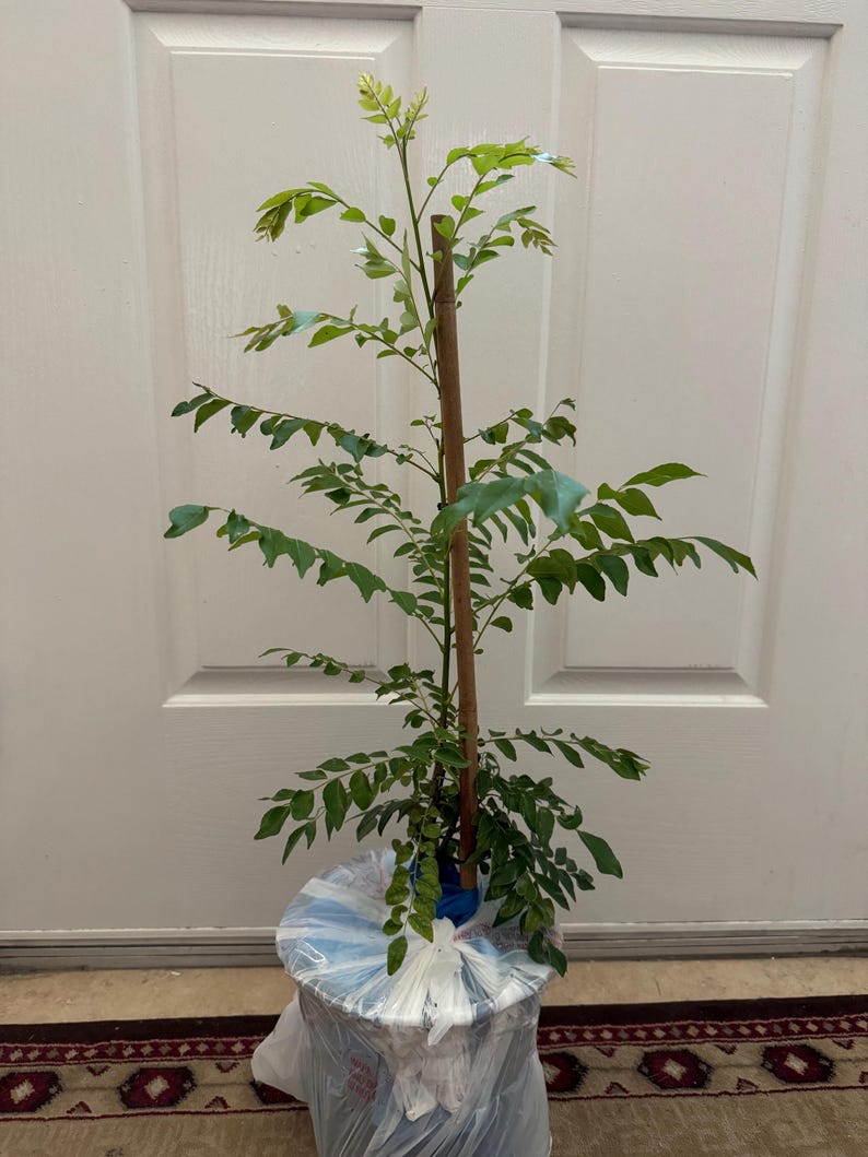 May include: A young curry leaf plant with vibrant green, pinnate leaves growing on a central brown wooden stake. The base of the plant is wrapped in a clear and white plastic bag, securing the root system and soil for transport or protection.
