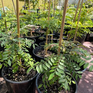Curry Plants as of 3/12/2024