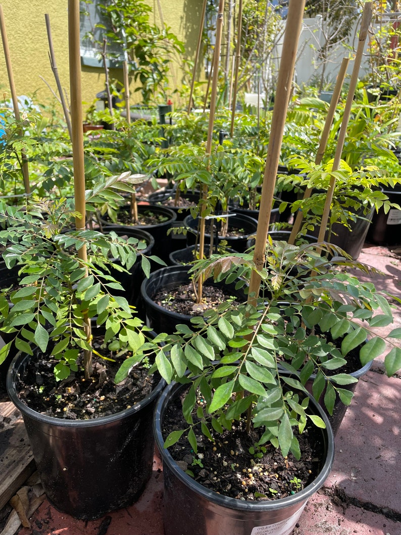 Curry Plants as of 3/12/2024