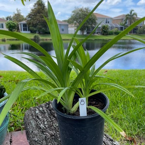 One of the Medium size live plants (28 inches)