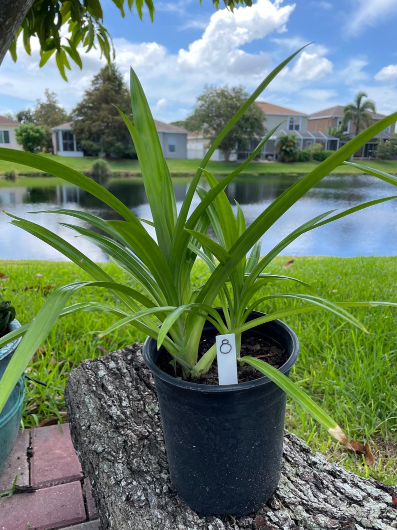 One of the Medium size live plants (28 inches)