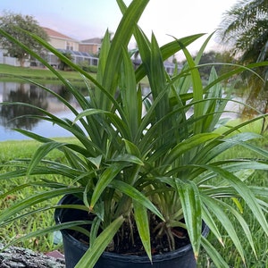 One of the Large size live plants (34 inches)