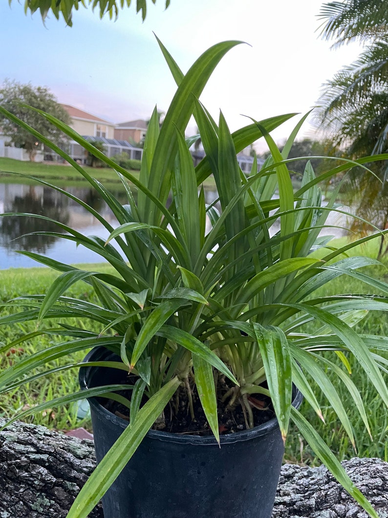 One of the Large size live plants (34 inches)