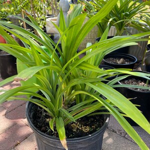 May include: A vibrant green pandan plant with long, slender, pointed leaves growing in a black plastic nursery pot. The plant features multiple stems emerging from dark soil, with some leaf tips showing slight brown discoloration.