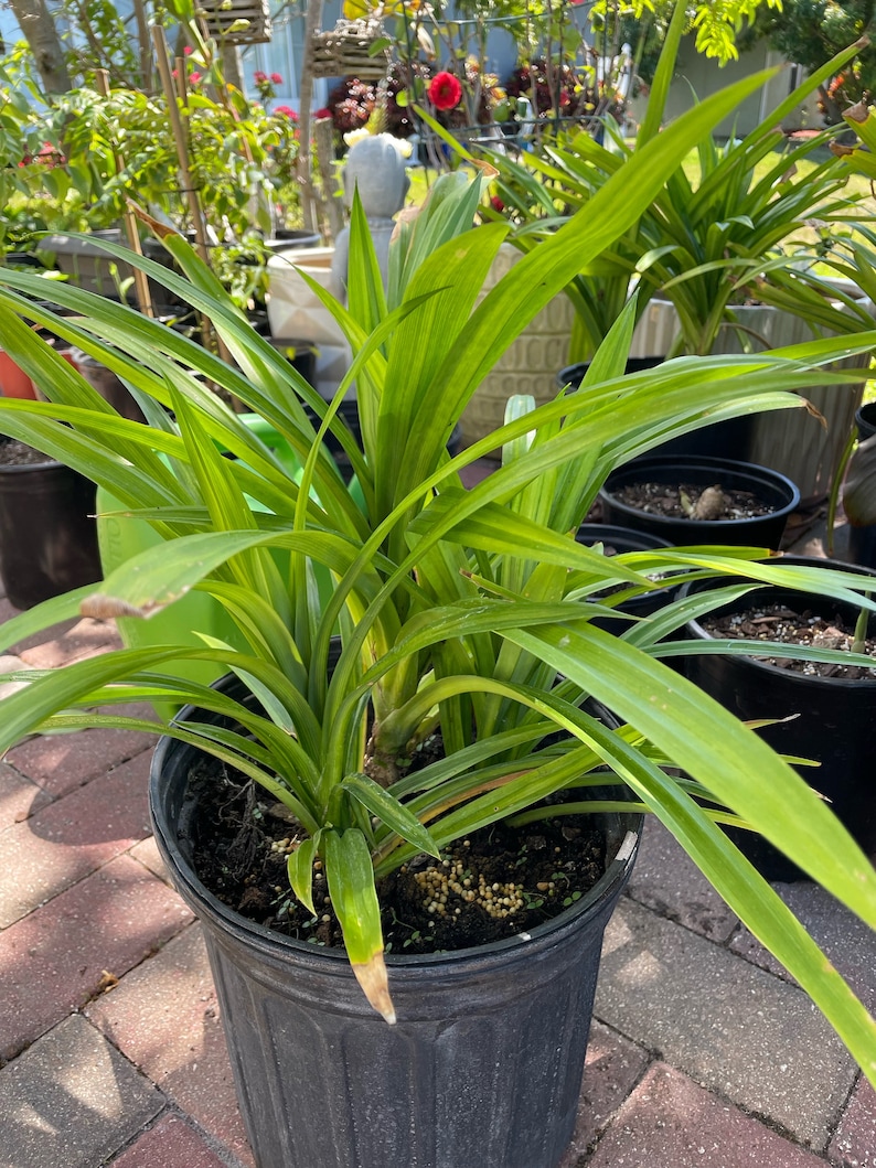 May include: A vibrant green pandan plant with long, slender, pointed leaves growing in a black plastic nursery pot. The plant features multiple stems emerging from dark soil, with some leaf tips showing slight brown discoloration.