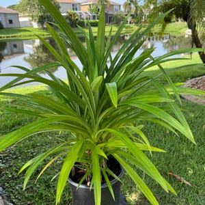 May include: A vibrant green pandan plant with long, slender, pointed leaves growing in a black plastic nursery pot. The plant features dense, sword-shaped foliage radiating from the center, showcasing various shades of bright and lime green.