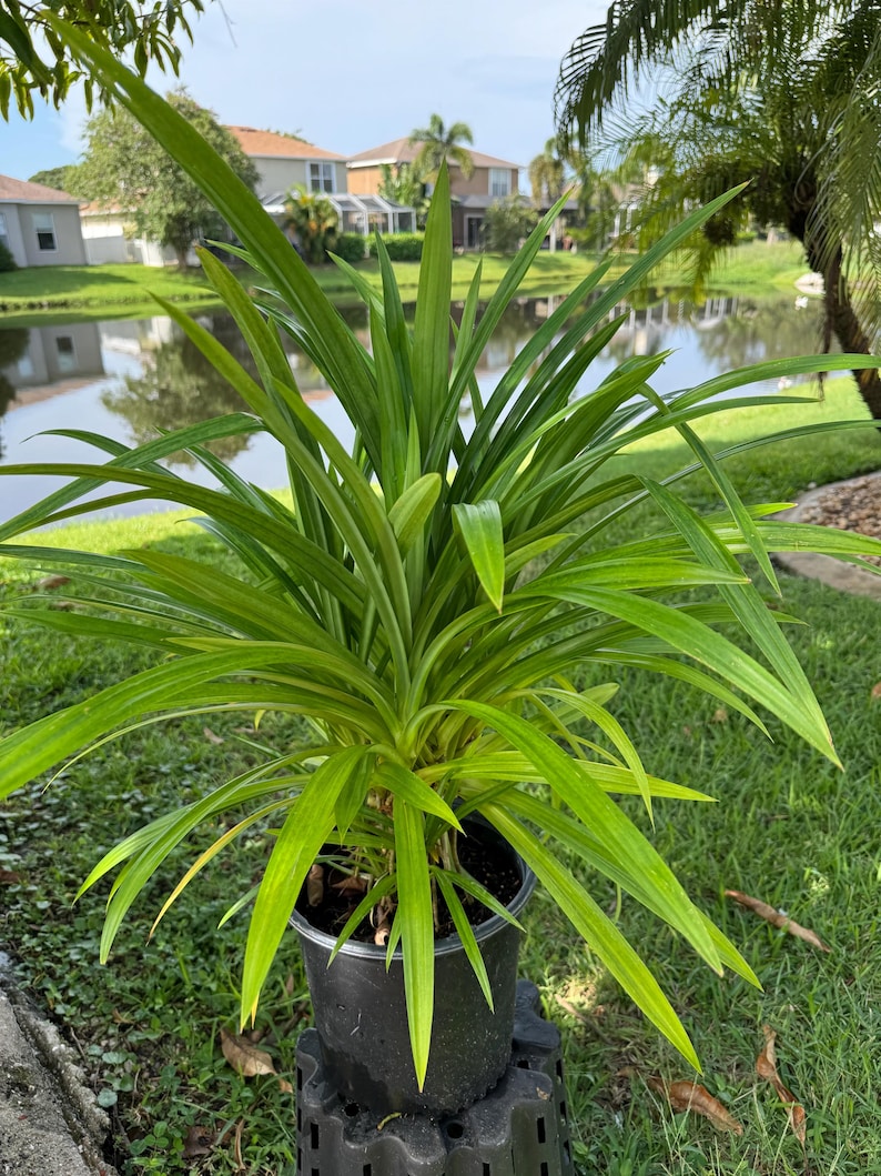 May include: A vibrant green pandan plant with long, slender, pointed leaves growing in a black plastic nursery pot. The plant features dense, sword-shaped foliage radiating from the center, showcasing various shades of bright and lime green.