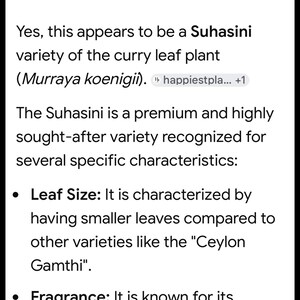 May include: A digital screen display showing a Google Lens search result for the Suhasini variety of the curry leaf plant, Murraya koenigii. The text details characteristics including leaf size, fragrance, and growth patterns of the plant.