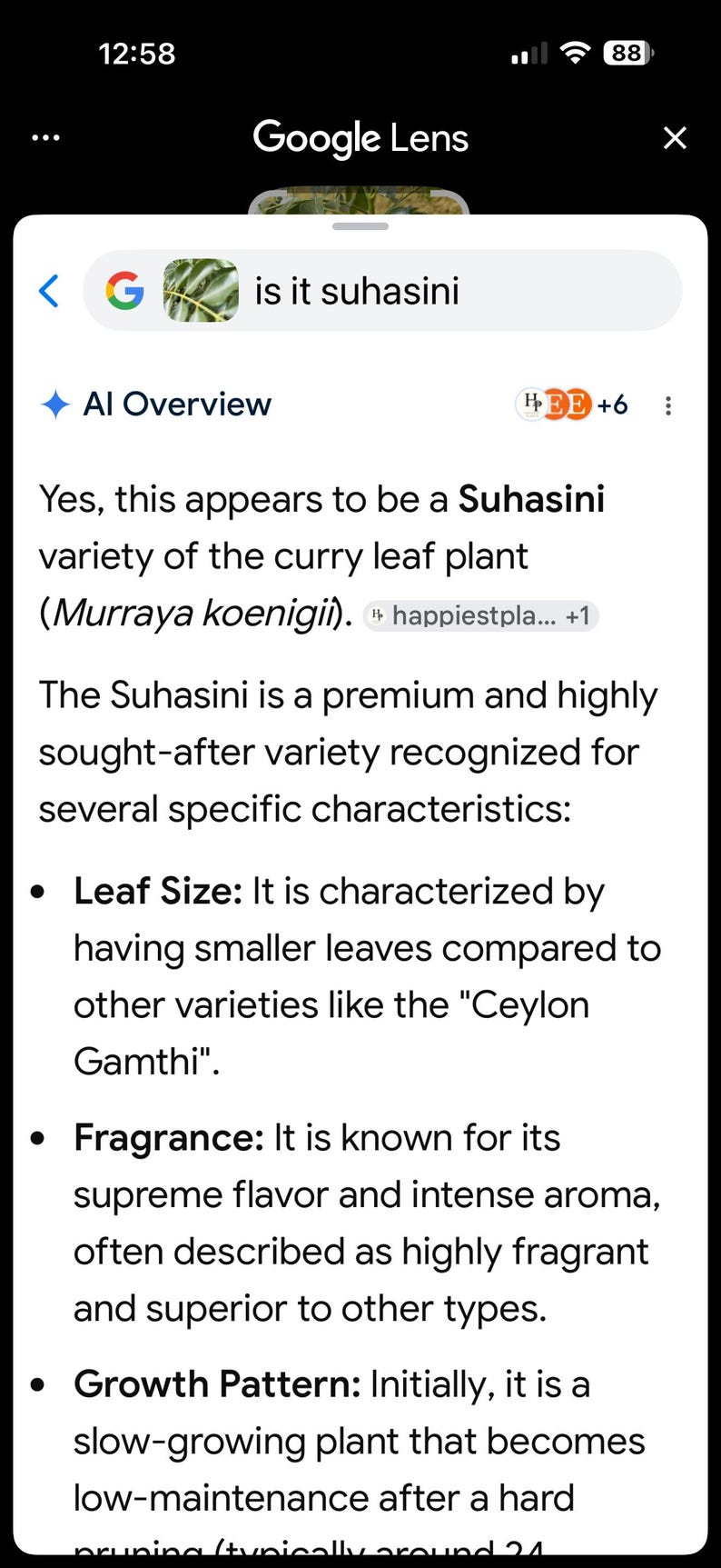 May include: A digital screen display showing a Google Lens search result for the Suhasini variety of the curry leaf plant, Murraya koenigii. The text details characteristics including leaf size, fragrance, and growth patterns of the plant.
