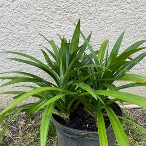 May include: A pandan plant with long, slender, vibrant green leaves growing in a dark plastic nursery pot. The plant features multiple stems emerging from the soil, with pointed foliage spreading outward in a dense, layered arrangement.