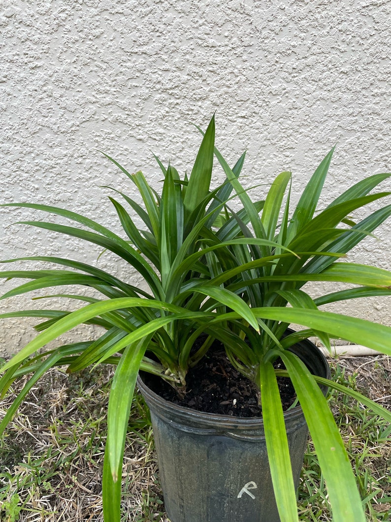 May include: A pandan plant with long, slender, vibrant green leaves growing in a dark plastic nursery pot. The plant features multiple stems emerging from the soil, with pointed foliage spreading outward in a dense, layered arrangement.