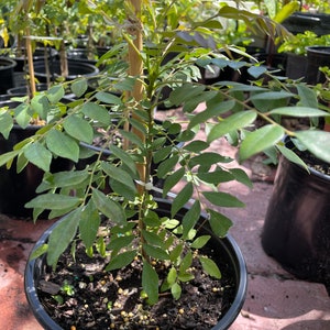Curry Plants